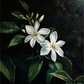 Evening Jasmine