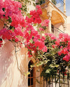 Bougainvillea Cascade