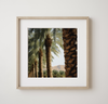 Palm Avenue