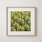 Kingdom of Palms
