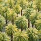 Kingdom of Palms